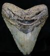 Bargain Megalodon Tooth - North Carolina #32820-1